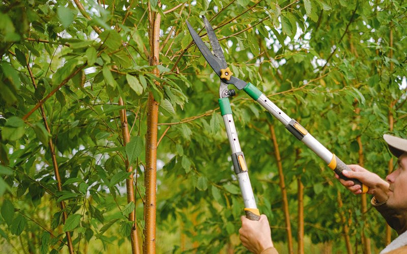 Tree trimming in Wallkill, NY